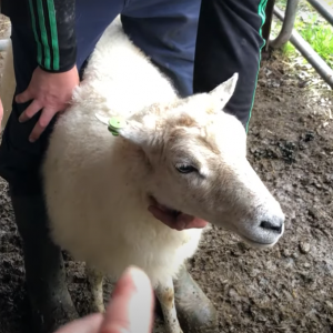 Cladoir Sheep Society Member/Breeder