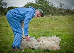 Photo of Minister Malcolm Noonan shearing a Cladoir Sheep