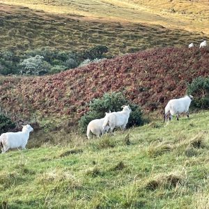 Cladoir Sheep Society Supporter