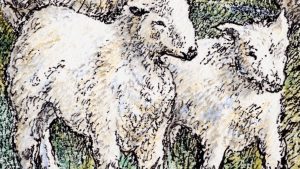 Illustration of Cladoir Sheep done by Michael Vinney.