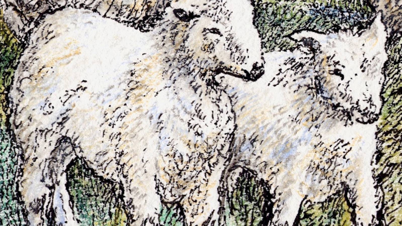 Sheep Herding History: Shepherding History – YUAM