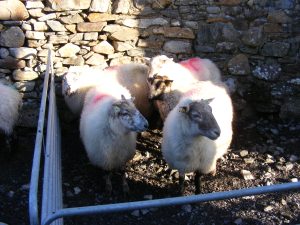 Cladoir ewes in the earlier part of the breeding program.