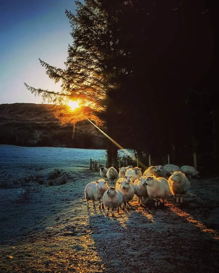 Ewes in December light