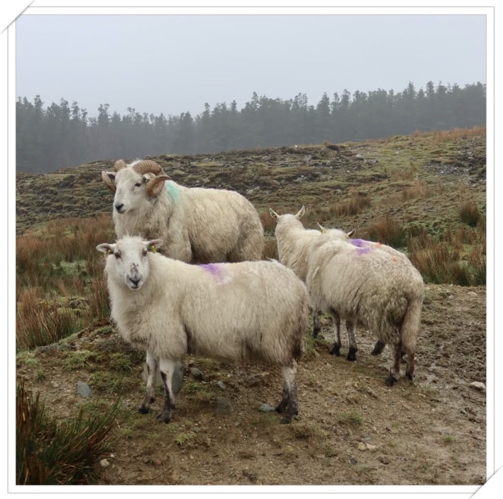 A group of Cladoir/Claddaugh sheep