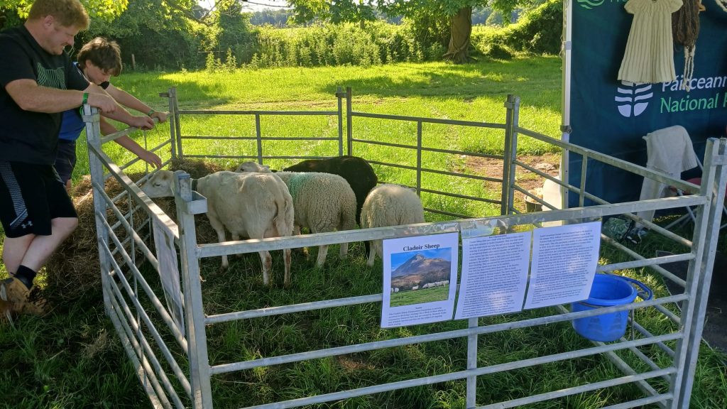 Pen of Cladoir Sheep with literature at an event
