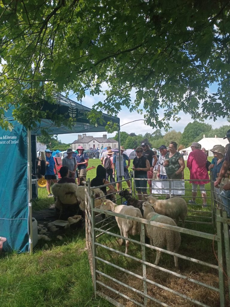 A photo showing the sheep and crowds