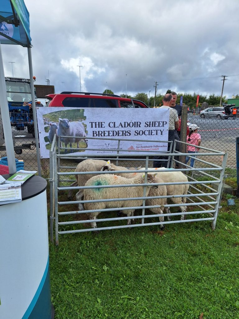 Sheep in a pen at a show. The banner above them.