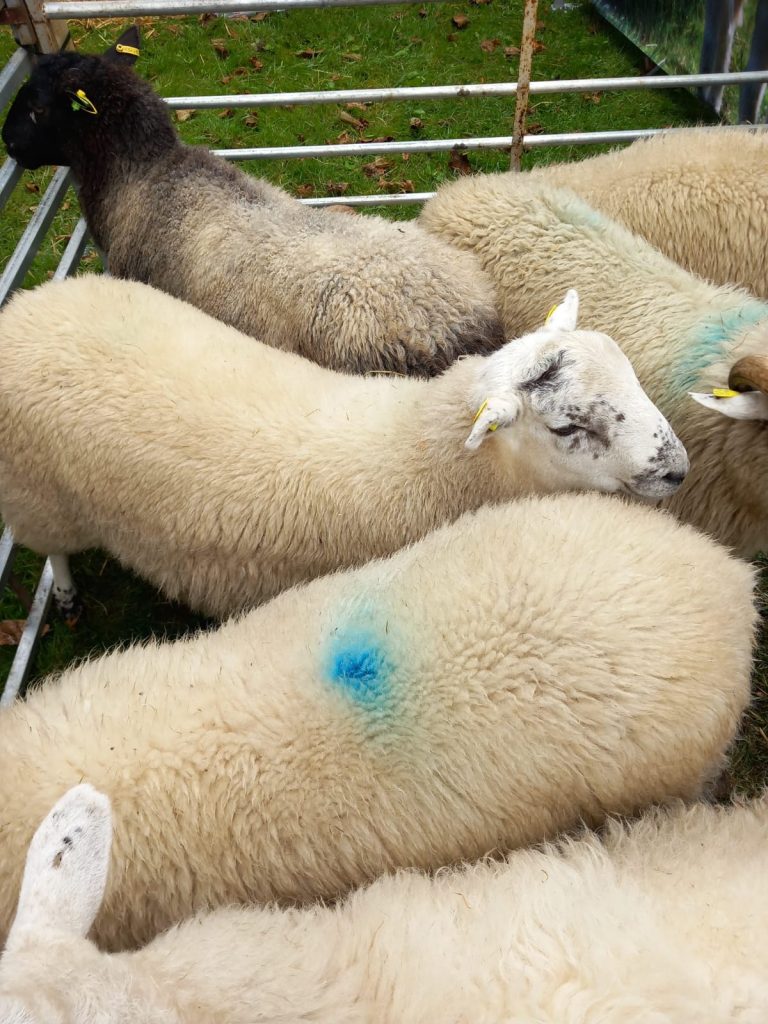 Various Cladoir lambs in a pen. Top view.